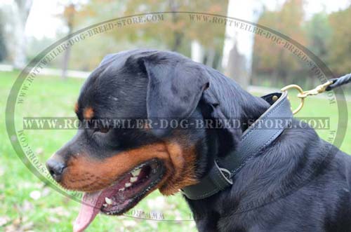 Safe Walking Dog Collar for Rottweilers