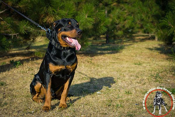 Easy-to-adjust Rottweiler leather collar