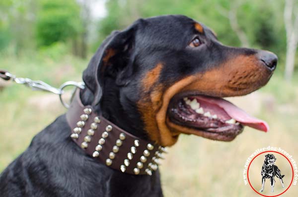 Rottweiler leather collar with multiple spikes