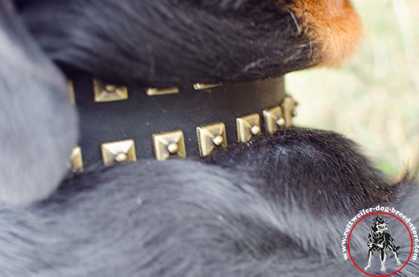 Adjustable Rottweiler leather collar 