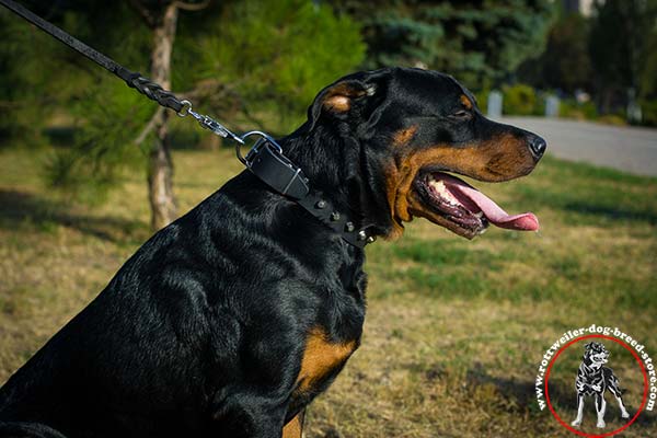 Refined Rottweiler leather collar with pyramids