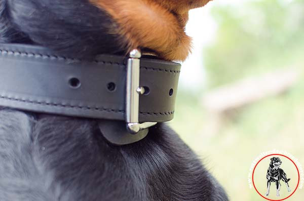 Rottweiler leather collar with elegant buckle
