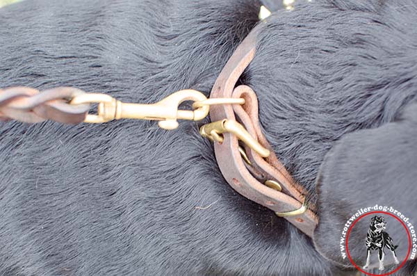 Rottweiler collar with brass D-ring