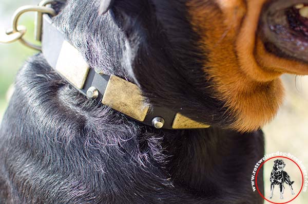 Rottweiler leather collar with shiny plates and spikes