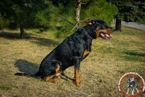 Showy Rottweiler leather collar