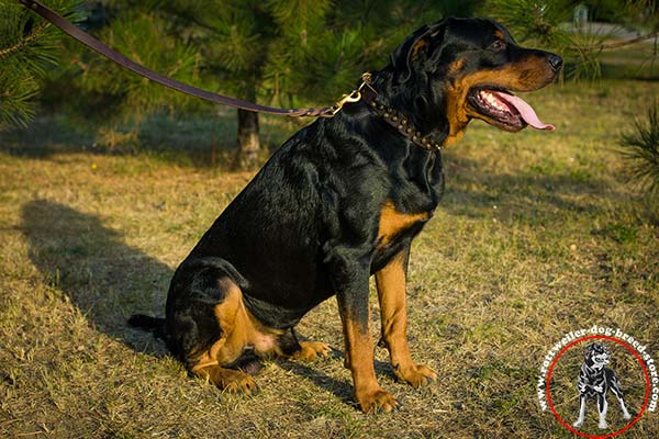 Rottweiler leather collar with elaborate design