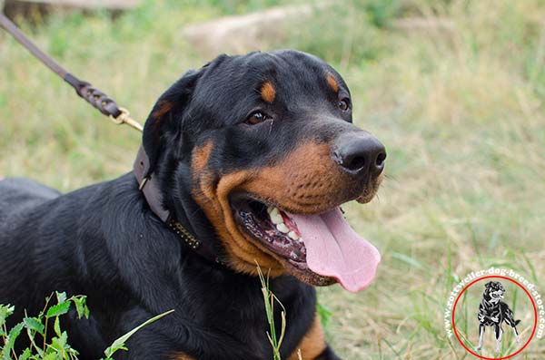 Rottweiler collar made of top-notch leather