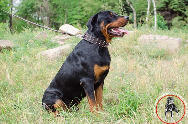 Extra flexible Rottweiler leather collar