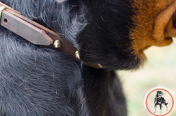 Rottweiler collar with rustless spikes