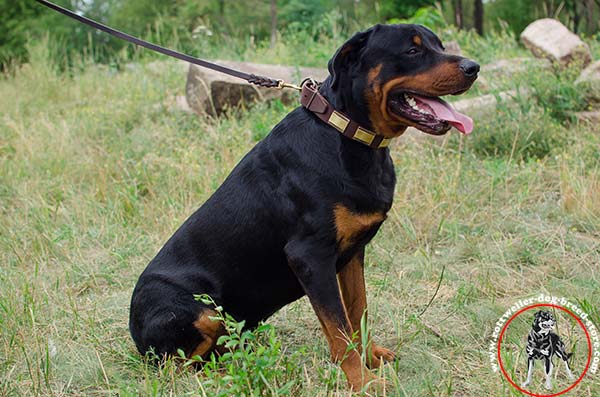 Rottweiler leather collar for basic training