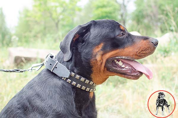 Rottweiler leather collar with no-cutting edges