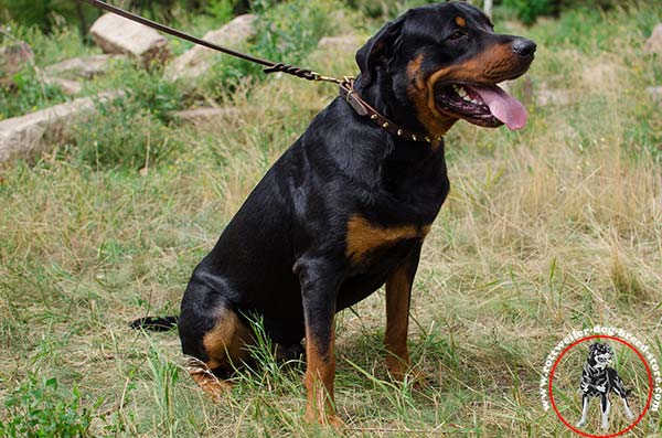 Decorated with golden-like spikes Rottweiler collar