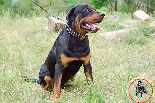 Rottweiler leather collar with 3 rows of decorations