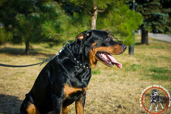 Rottweiler leather collar with reliable fittings
