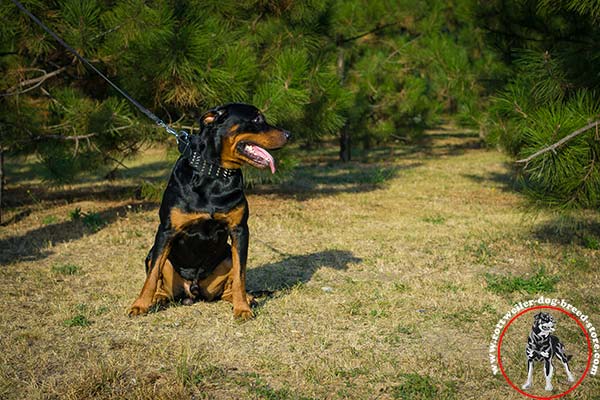 Rottweiler collar for perfect control