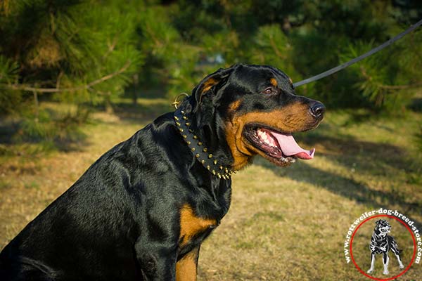 Dainty Rottweiler leather collar with spikes