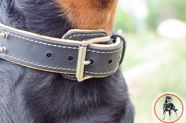 Buckled Rottweiler leather collar