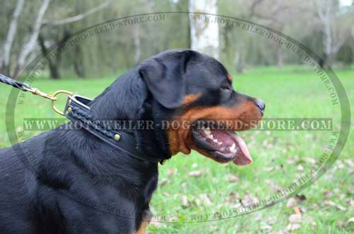 Multipurpose Dog Collar