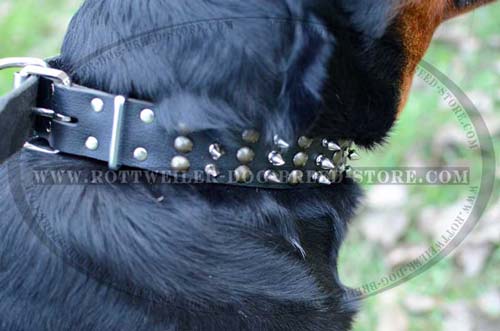 Eye Catching Leather Dog Collar