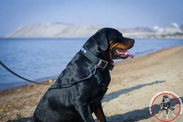 Water-resistant Rottweiler nylon collar