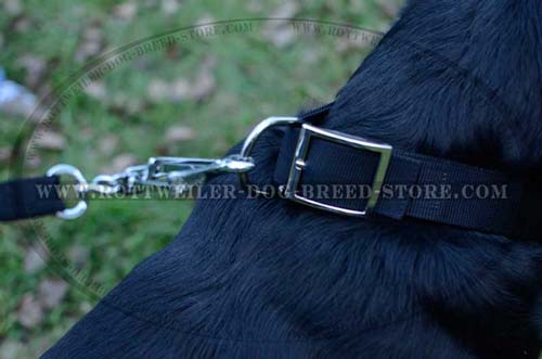Custom Rottweiler Dog Collar