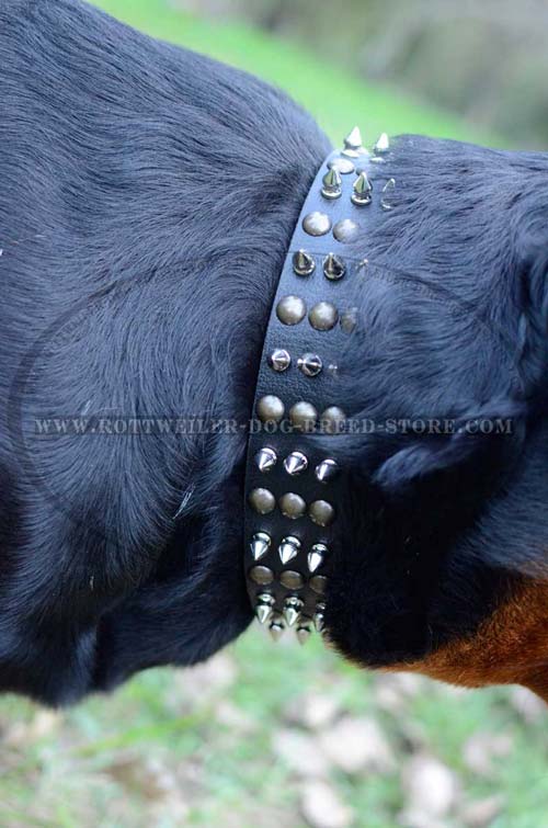Astonishing Design Leather Dog Collar