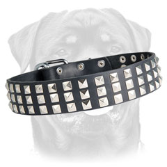 Leather black Rottweiler collar with rows of pyramids