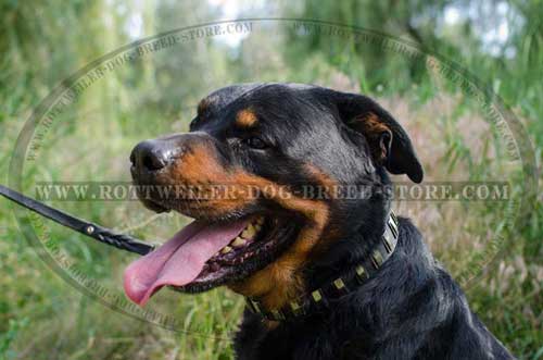 Rottweiler Collar Fully Leather with Decoration
