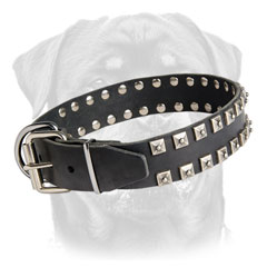 Stylish leather dog collar with nickel plated buckle and D-ring