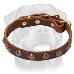 Fashion leather Rottweiler collar studded