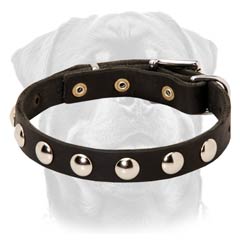 Designer Rottweiler collar made of superior leather