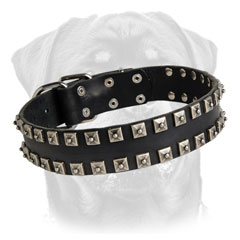 Leather Rottweiler collar with nickel plated studs