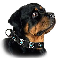 Rottweiler Dog Collars,leather dog collars,nylon dog collars,leather spiked dog collars