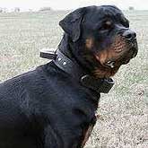 Custom leather training dog collar with handle for Rottweiler