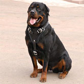 Rottweiler Agitation/ Protection Leather Dog Harness