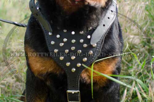 Leather Dog Harness with Broad Chest Plate for Better Comfort 