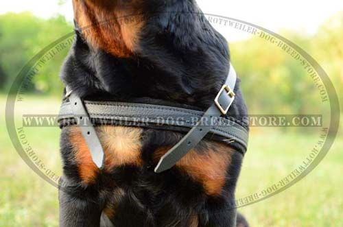 Comfortable Pulling Rottweiler Harness