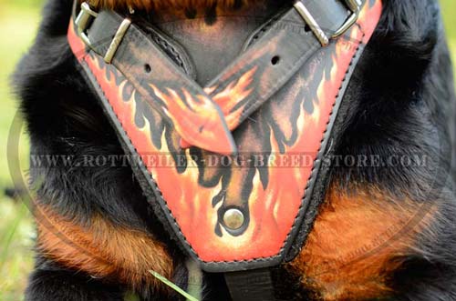 Everyday Multipurpose Leather Harness