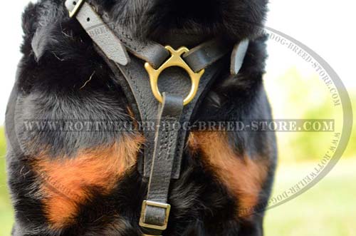 Non-Restrictive Rottweiler Leather Harness