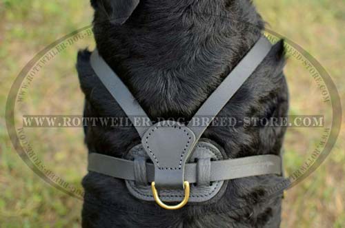 Best Fit Rottweiler Leather Harness