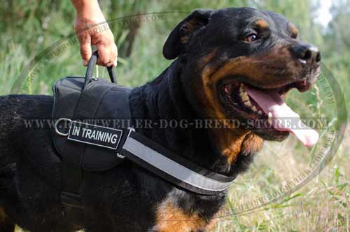 Lightweight Nylon Rottweiler Harness for Working Dogs