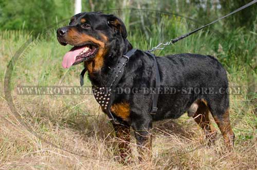 Exclusive Leather Canine Harness for Rottweilers