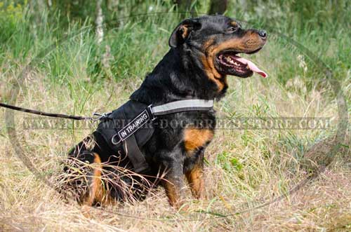 Practical Nylon Canine Harness for Rottweilers' Work/Walk