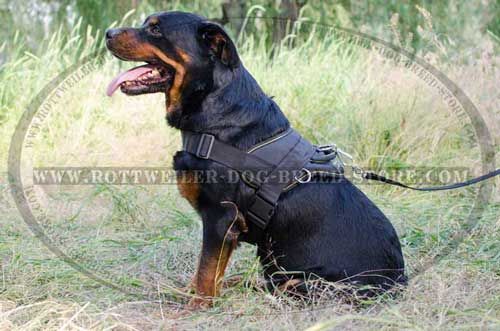 Hand crafted Nylon Canine Harness for Rottweilers