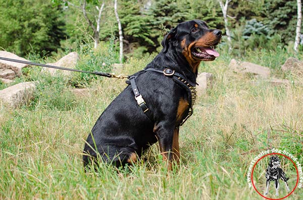 Rottweiler leather harness for safe walking