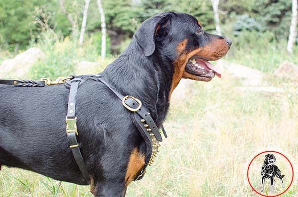 Rottweiler leather harness with flexible straps