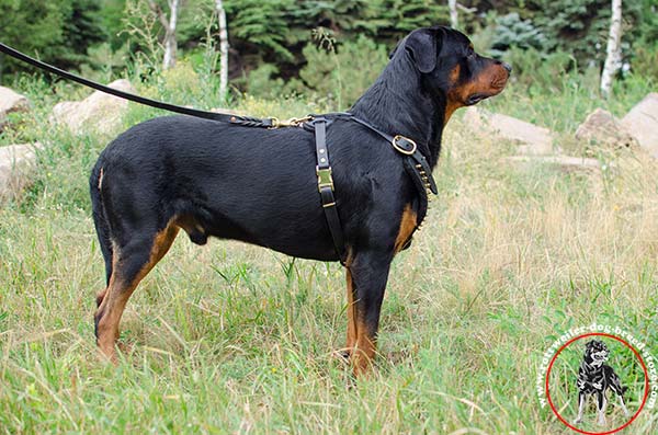 Non-restrictive Rottweiler leather harness