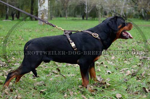 Stylish Leather Dog Harness