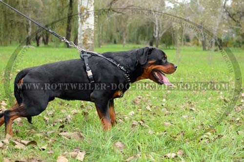High-Grade Leather Dog Harness