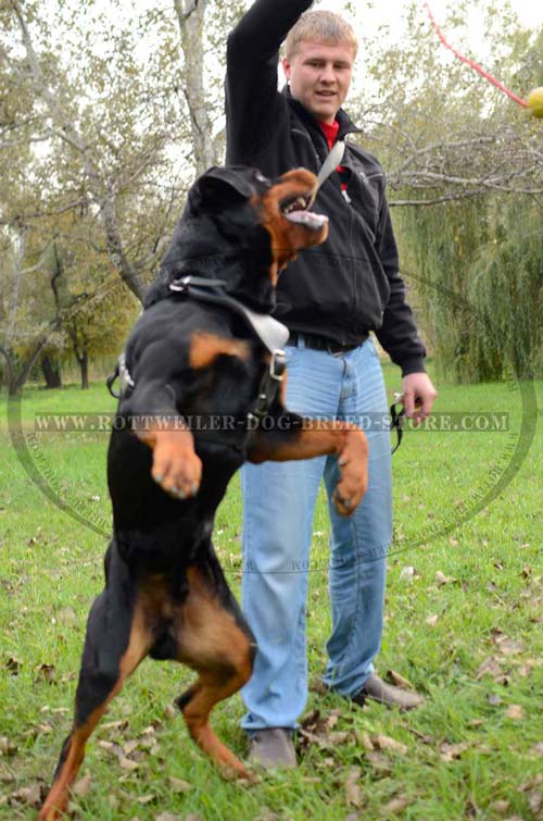 Amazing Leather Dog Harness